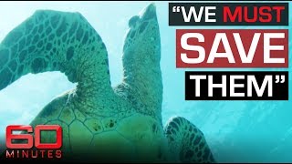 Tragic impact of climate change on Hawksbill turtle | 60 Minutes Australia