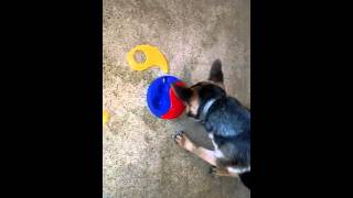 Inteligencia canina. Carpo desarma un rompecabezas para perros en un minuto screenshot 2