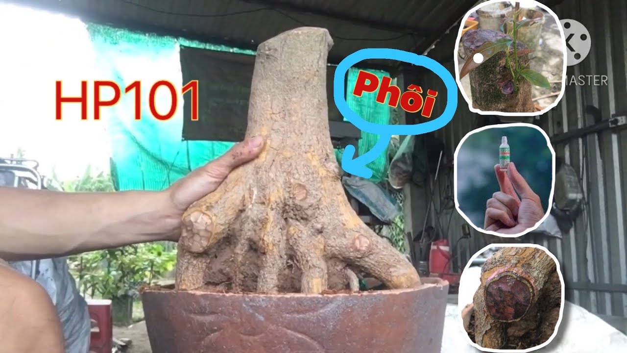 Quá trình đem lại sự sống cho phôi mai vàng ép chậu bằng HP101 và kết quả trong 35 ngày