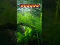 Dehiwala zoo 💕 මින් මැදුර.. #shortvideo #fish #dehiwalazoo