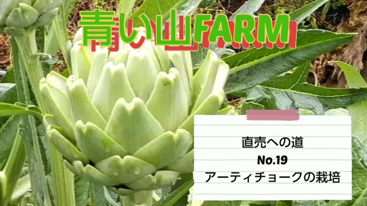 No.19 アーティチョークの栽培