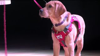 Service Dogs of Virginia looking for volunteers to help train puppies
