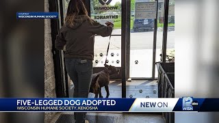 5-legged pup gets adopted from Wisconsin Humane Society