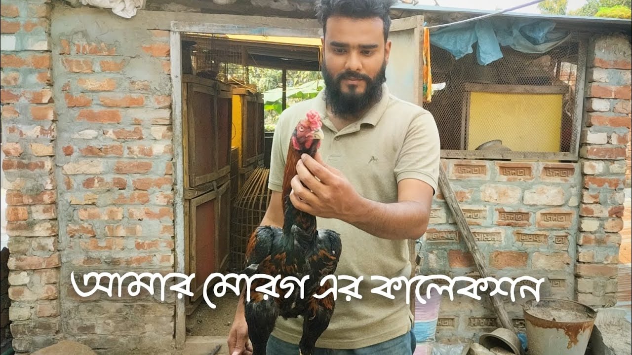 Bangladeshi aseel,বাংলাদেশি আসিল মোরগ❤️