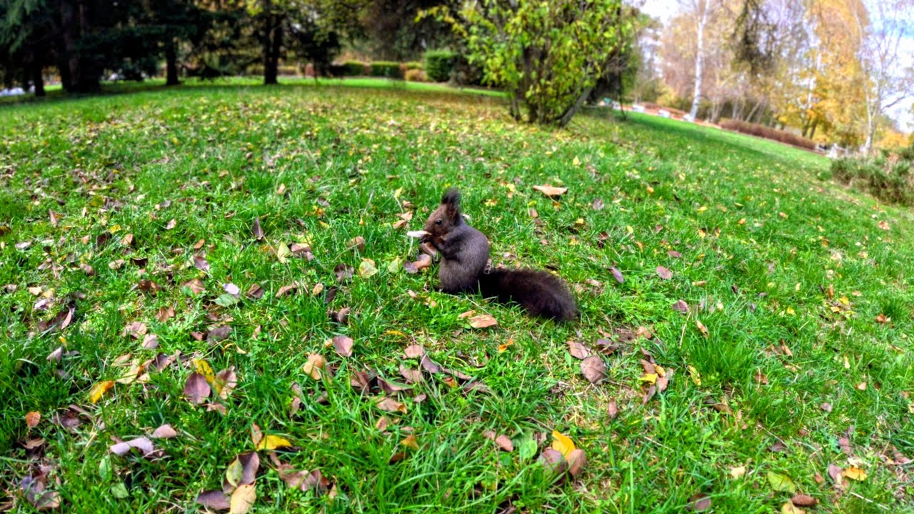 VLOG 154: My Father's Warning: Welfare is a Trap @dotcombaron