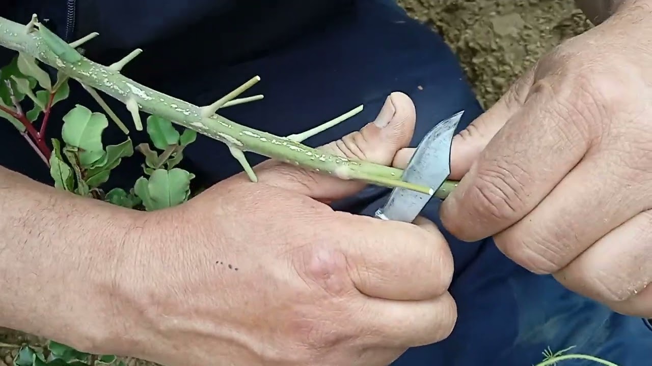 La technique du greffage du caroubier en chip budding