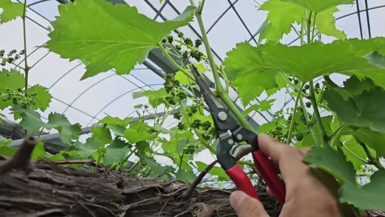 거봉재배방법, 꽃송이손질방법, 영광포도원, 강포도농법