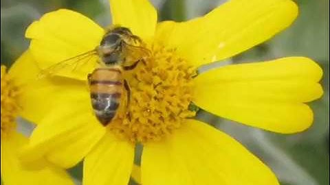 سورة النحل كاملة...للشيخ ادريس ابكر....صوت رائع ❤️❤️