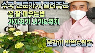 수국 전문가가 알려주는 수국 꽃 잘 피우는법!! 수국 화분에서 예쁘게 키우는법!! 가지치기, 분갈이, 월동까지 한방에!!