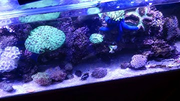 Be warned that raising temperature decreases dissolved oxygen in an aquarium!