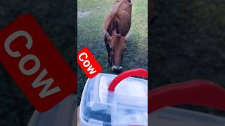 #cow #viral #subscribe #shortsfeed #cowvideos #cowdance #cowboys #cowmandi #cowboys
