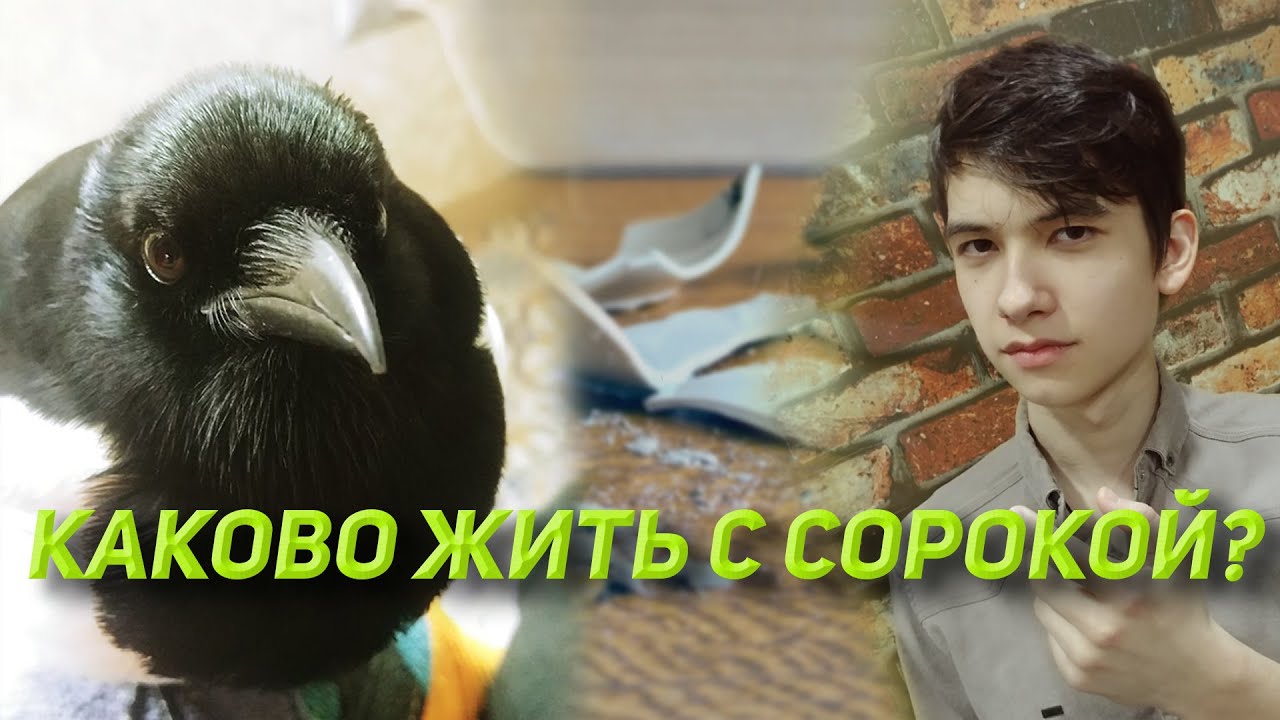 Плюсы и минусы жизни с сорокой