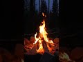 Whispers of the Forest Rain