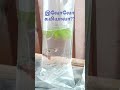 Aamanga 1pair 20 rs dhan #fish#aquarium #trending #kapish #pets