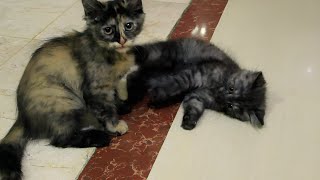 Adorable Kittens playing and fighting Compilation!