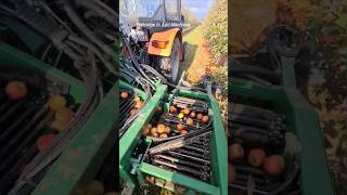 Easy-Picker Apple 🍎 Picking Machine || Made By Pro-Cnc Poland || #Shorts