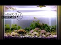 Membuat Aquascape Tanpa CO2, Filter dan Pupuk (30 L)