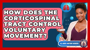 How Does The Corticospinal Tract Control Voluntary Movement? - All About Anatomy Answers