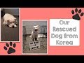 First Time Adopting a Dog | Our Rescued Dog from Korea
