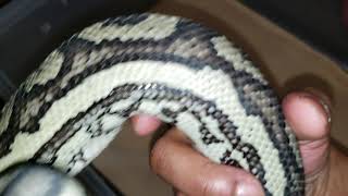 Coastal carpet python setup