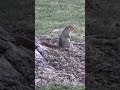 I wish it was squirrel season#animal #nature #squirrel 