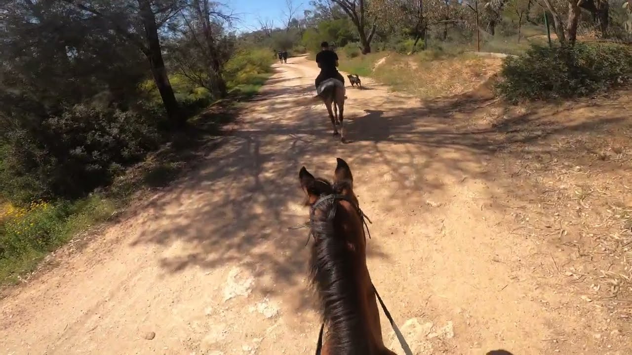 Horseback Riding In Tunis, Tunisia 🇹🇳 4k, ركوب الخيل في تونس