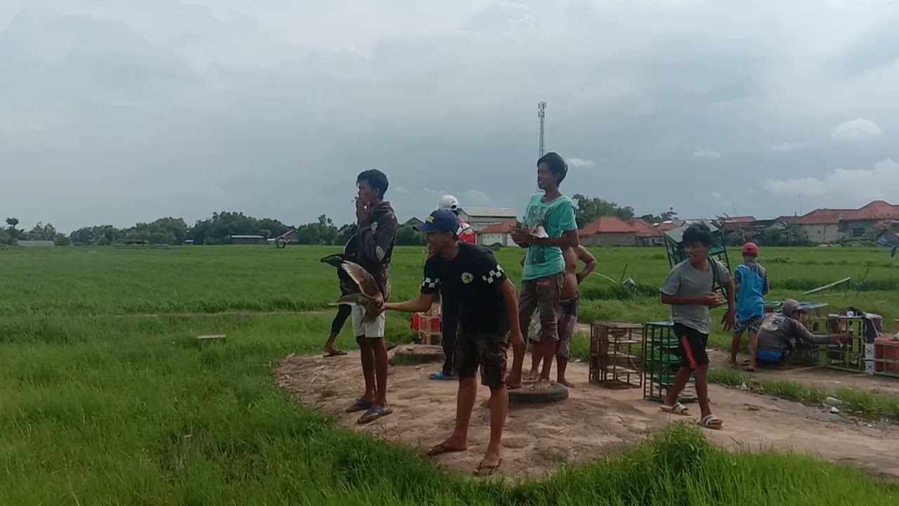 Merpati balap lapangan kwanyar bangkalan 