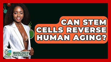 Can Stem Cells Reverse Human Aging? - Biology For Everyone