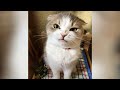 Best CORONA VACCINE is LAUGH - Funniest CATS EVER!