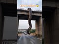Agra Mein Dikha Ajghar 亞 Funny Animals Comedy Snake Snakevideo Sonu Indori Bollykick Agra Mein Dikha Ajghar 亞 Funny Animals Comedy Snake Snakevideo Sonu Indori Bollykick