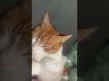 #trending #music #roblox #cute #süß #Kater #Katze