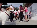 Sommerfest des Tierheims Gießen 2017