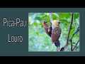 O Canto do Pica-pau-louro - Celeus lugubris - Pale-crested Woodpecker