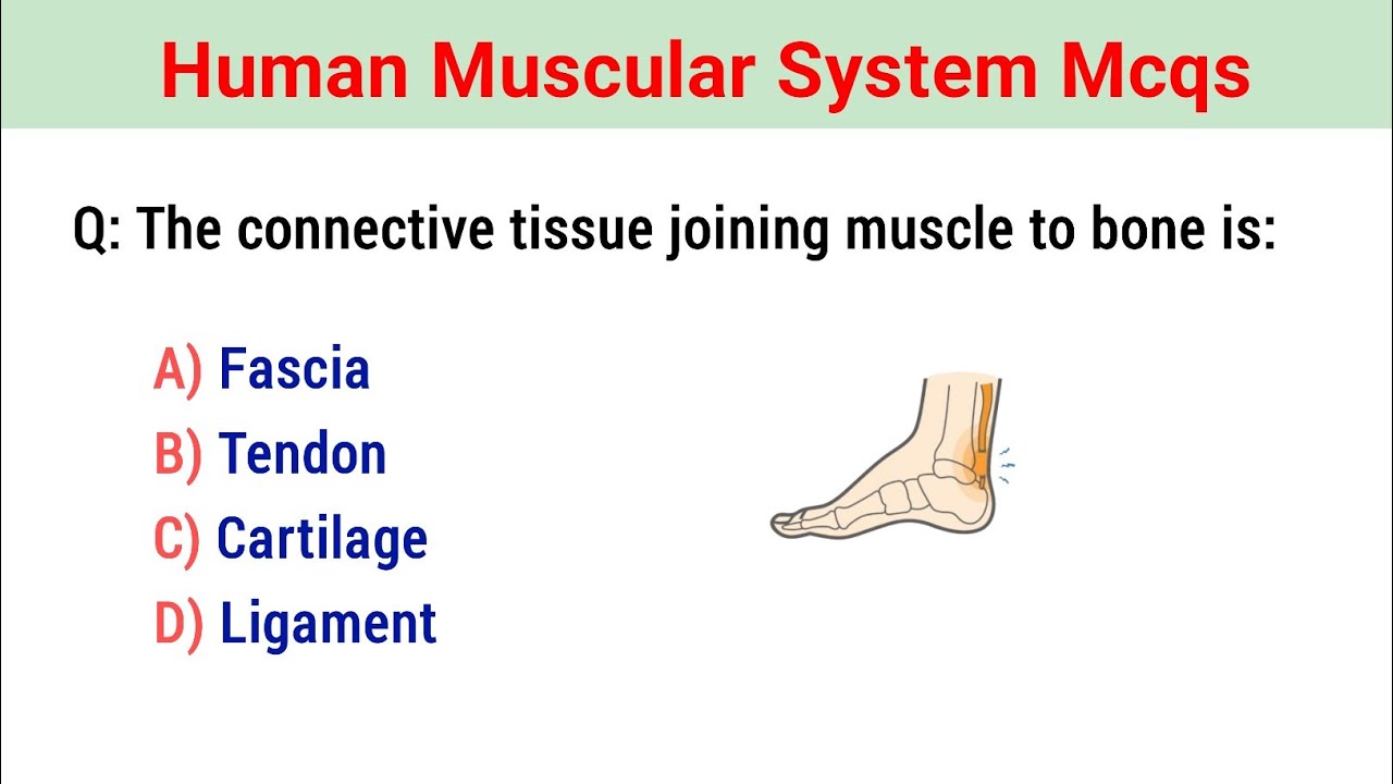 Human Muscular System Mcq | Muscular System Questions and answers | Biology mcq