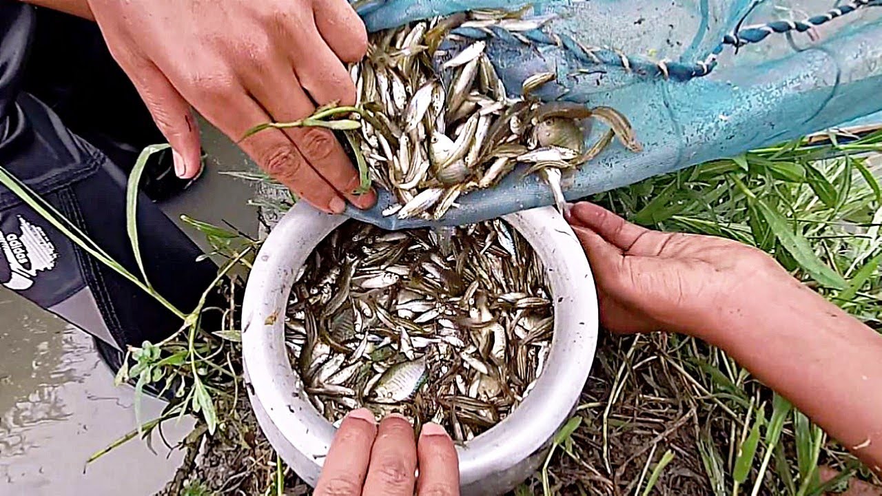 Fishing TechniquesTraditional Cast Net Fishing For Tiny Fish YouTube