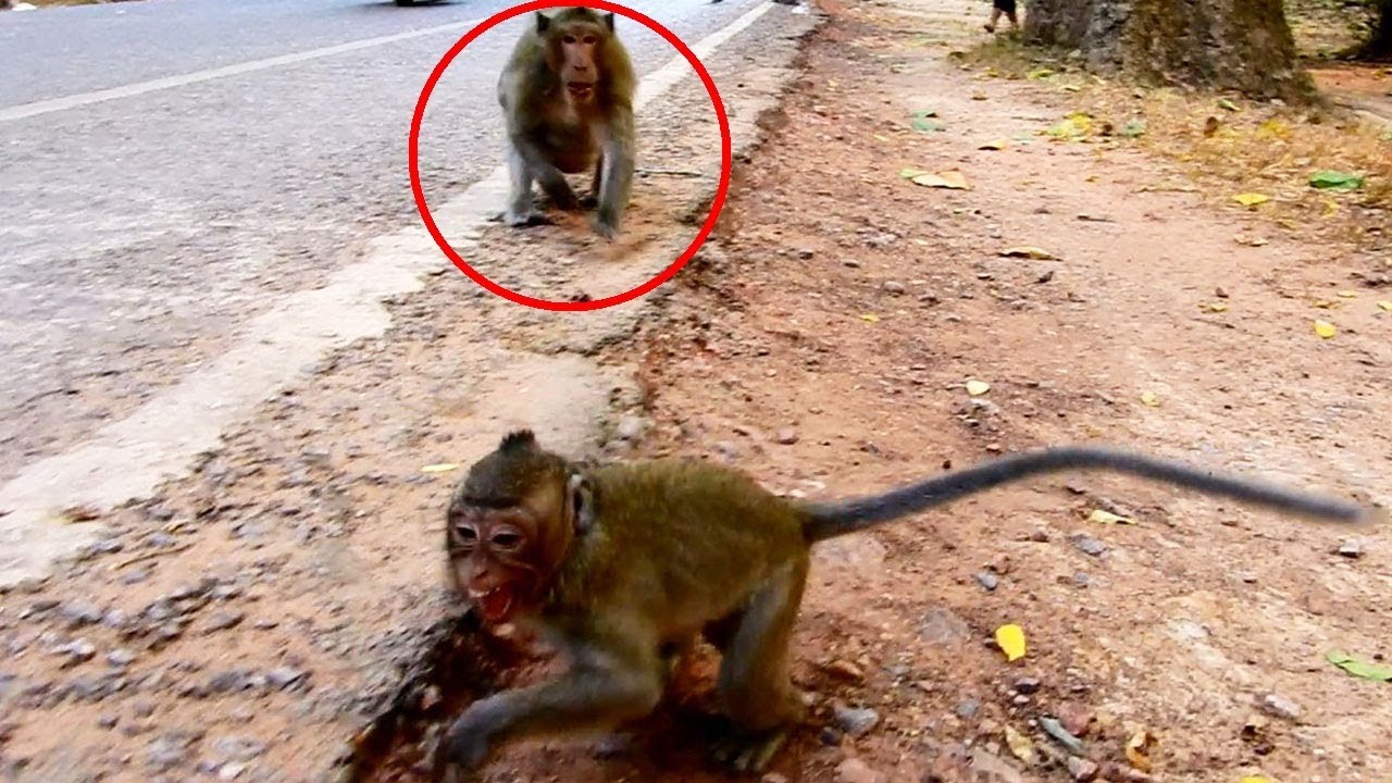 foundry Breaking Hearte A Little Girl Monkey Crying loudly Coz King Wants Biting