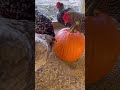 🎃🐓 If you’re looking for something fun to do this weekend, grab a pumpkin and let your chickens