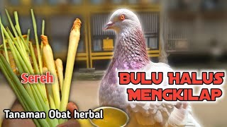 Tips Perawatan Bulu Merpati Halus dan Mengkilap