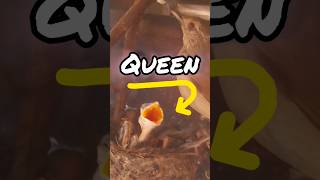 Bohemian Rhapsody  queen freddie Mercury