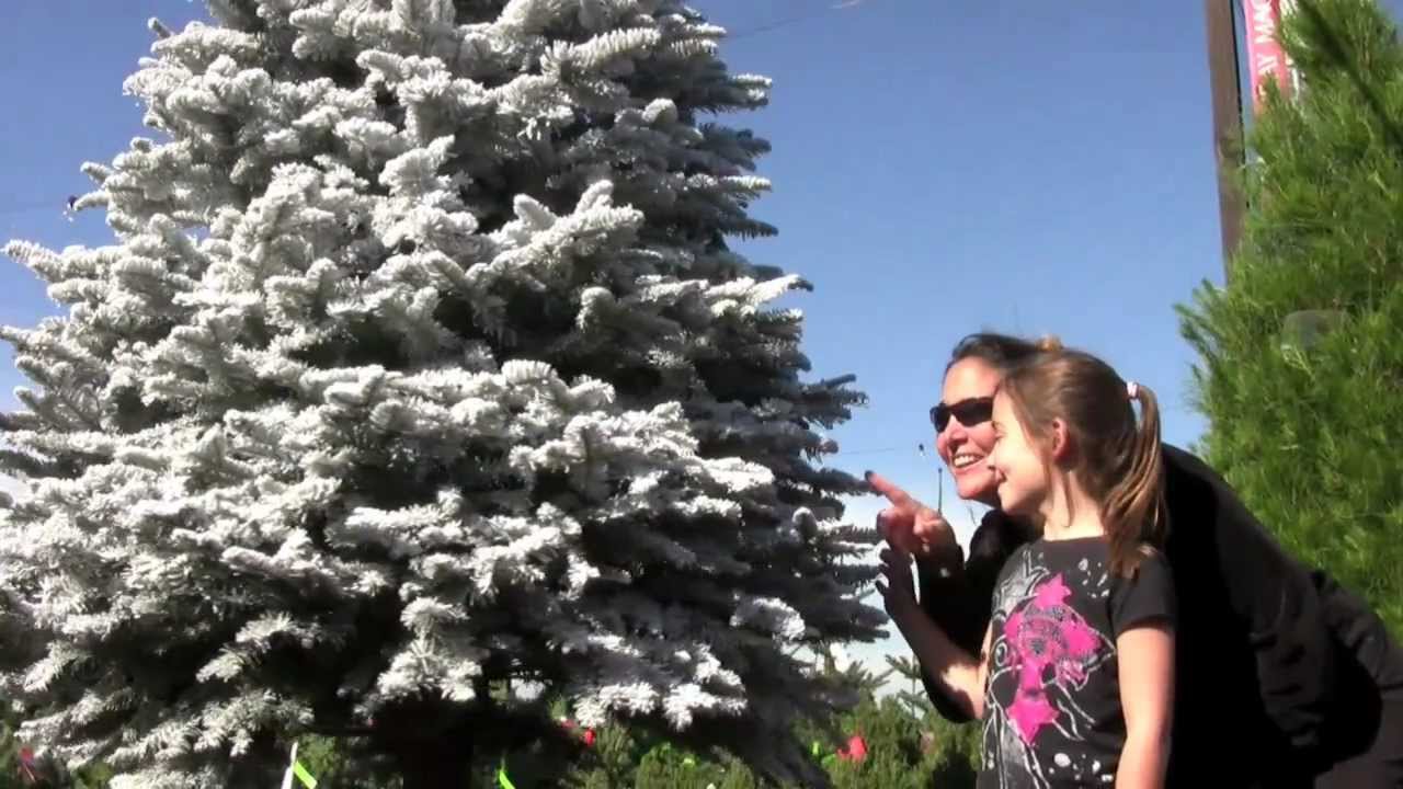 The Family Christmas Tree Farm - 2012 - YouTube