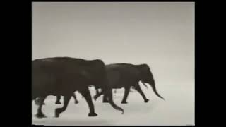 geico commercial elephants (1994) Net Worth