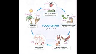 The fifth grade unit 1 the food chain الصف الخامس وشرح السلسلة الغذائيه