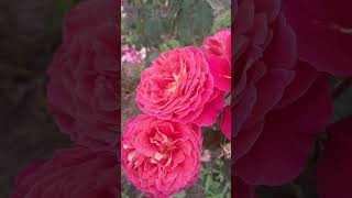 Шедевральное цветение роз