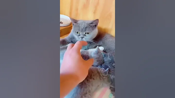 Video 1698851: kitten meow cute munchkin, cute munchkin baby kitten, white munchkin kitten, little kitten meowing