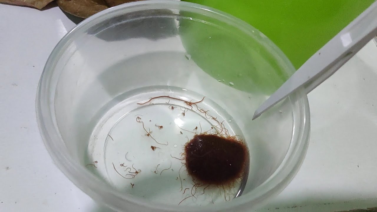 How I maintain my Tubifex worms alive with no frequent water change need. DIY