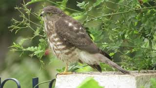 Accipiter Badius/ Indian Shikra