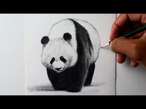 Desenho de um panda realista  🐾 Pets Em Geral 🐾 Amino