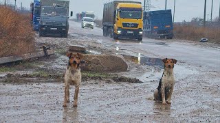 Desperate Stray Dogs Chase Cars Begging for Help during Rain Season
