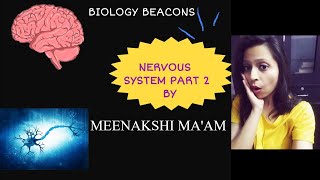 Nervous system Part 2 [] Human brain [] Meninges [] parts and lobes of brain