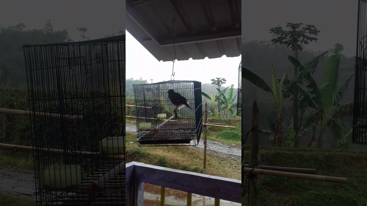 Kicau burung jalak&kerak 